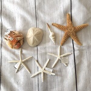 Miscellaneous Seashells & Starfish